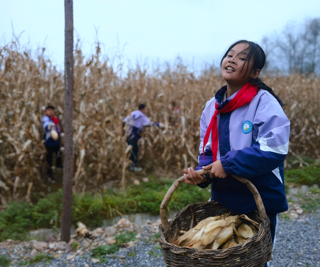 學(xué)生分工明確，將玉米運(yùn)到空地處.jpg